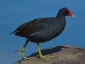 Common Gallinule