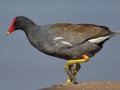 Common Gallinule
