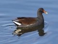 Common Gallinule