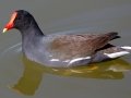 Common Gallinule