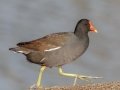 Common Gallinule