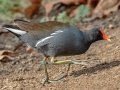 Common Gallinule