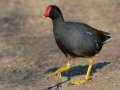 Common Gallinule