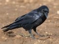 Common Raven
