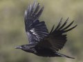 Common Raven