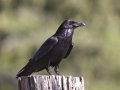 Common Raven