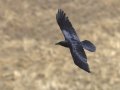 Common Raven, Santa Barbara County, California, September 22, 2017