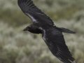 Common Raven