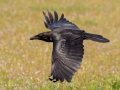 Common Raven