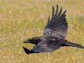 Common Raven