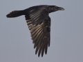 Common Raven