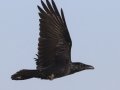Common Raven