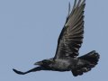 Common Raven