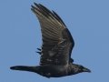 Common Raven