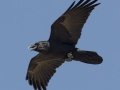 Common Raven