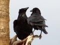 Common Raven