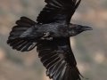 Common Raven