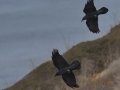 Common Raven