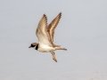 Common Ringed Plover at San Joaquin Marsh & Wildlife Sanctuary, Irvine, CA,