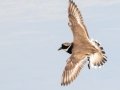 Common Ringed Plover - San Joaquin Marsh & Wildlife Sanctuary, Irvine, CA