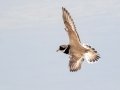 Common Ringed Plover - San Joaquin Marsh & Wildlife Sanctuary, Irvine, CA