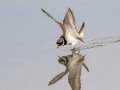Common Ringed Plover - San Joaquin Marsh & Wildlife Sanctuary, Irvine, CA