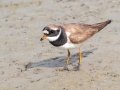 Common Ringed Plover - San Joaquin Marsh & Wildlife Sanctuary, Irvine, CA