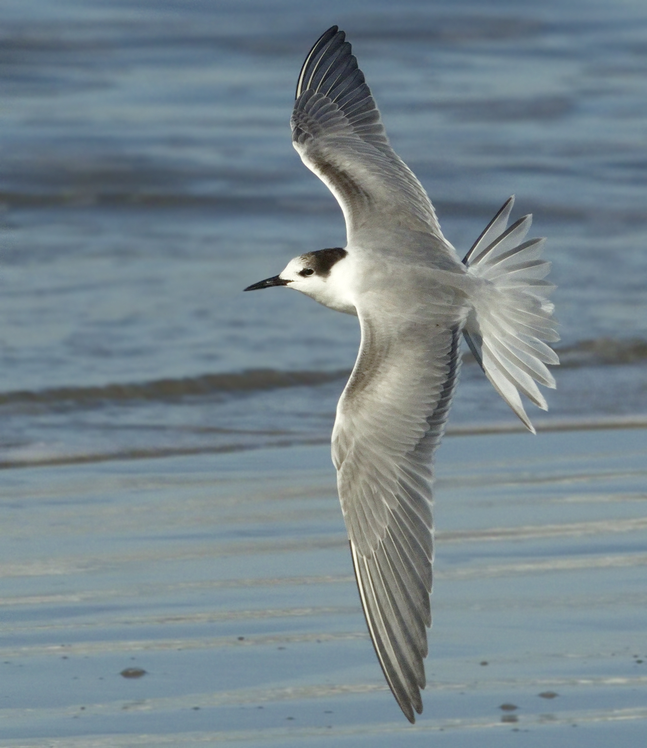Common Tern San Diego Bird Spot