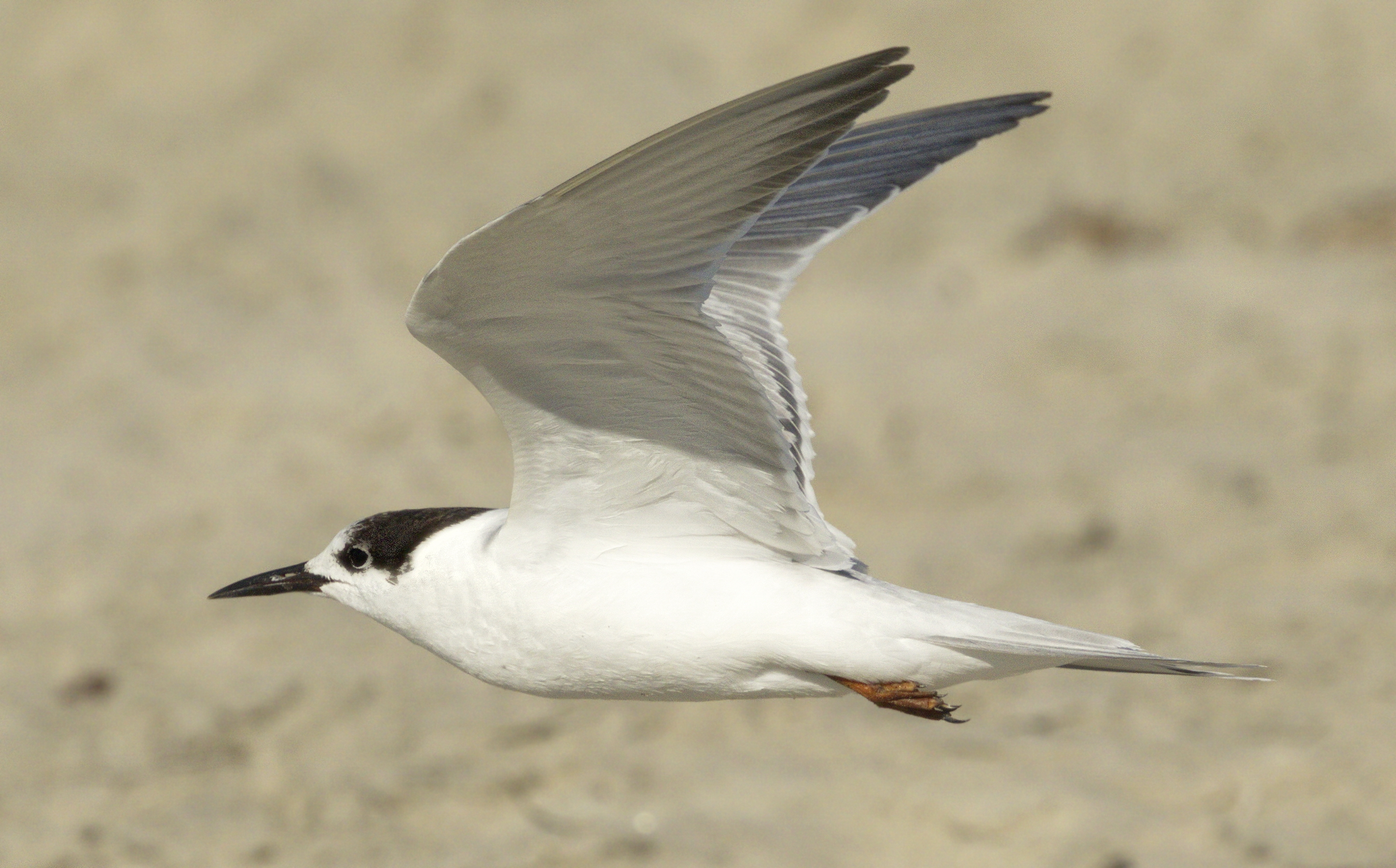 Common Tern San Diego Bird Spot