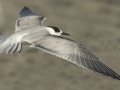 Common Tern