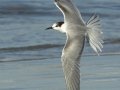 Common Tern
