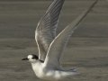 Common Tern