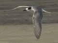 Common Tern