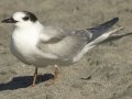 Common Tern