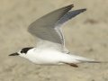 Common Tern