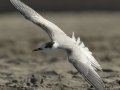 Common Tern