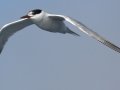 Common Tern