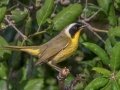 Common Yellowthroat
