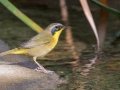 Common Yellowthroat