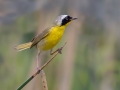 Common Yellowthroat