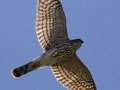 Cooper's Hawk
