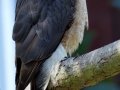 Cooper's Hawk