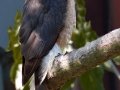 Cooper's Hawk