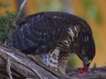 Cooper's Hawk