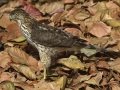 Cooper's Hawk