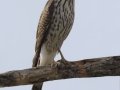 Cooper's Hawk