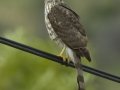Cooper's Hawk