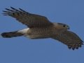 Cooper's Hawk