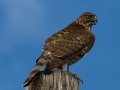Cooper's Hawk