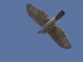 Cooper's Hawk